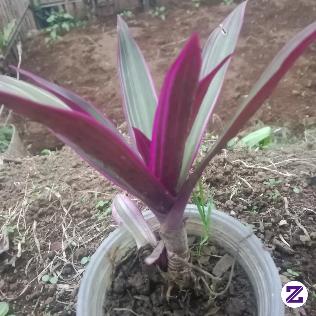 Sebenernya Tanaman Ini Obat Herbal..