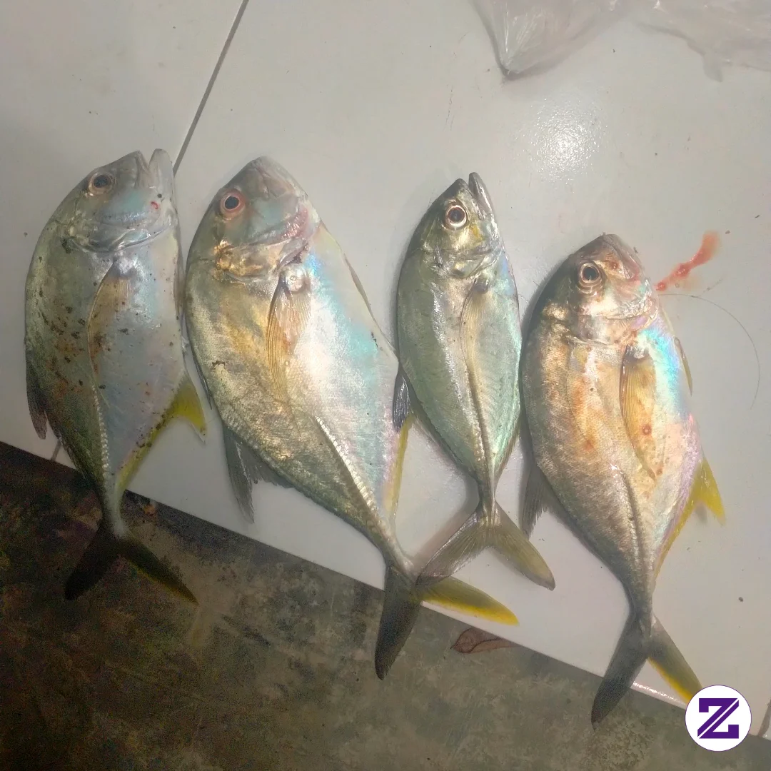 Hasil Mancing Ikan GT. Ikan Yang Sangat Lezat Penuh Dengan Nutrisi