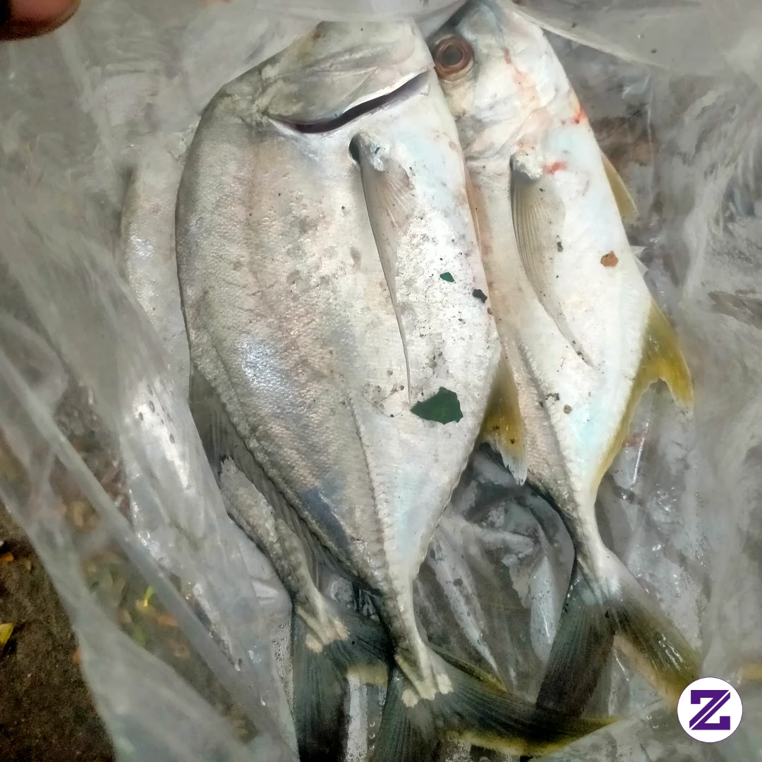 Memancing Ikan Gt Itu Memang Sangat Memuaskan Dengan Hasil Yang Di Dapatkan.