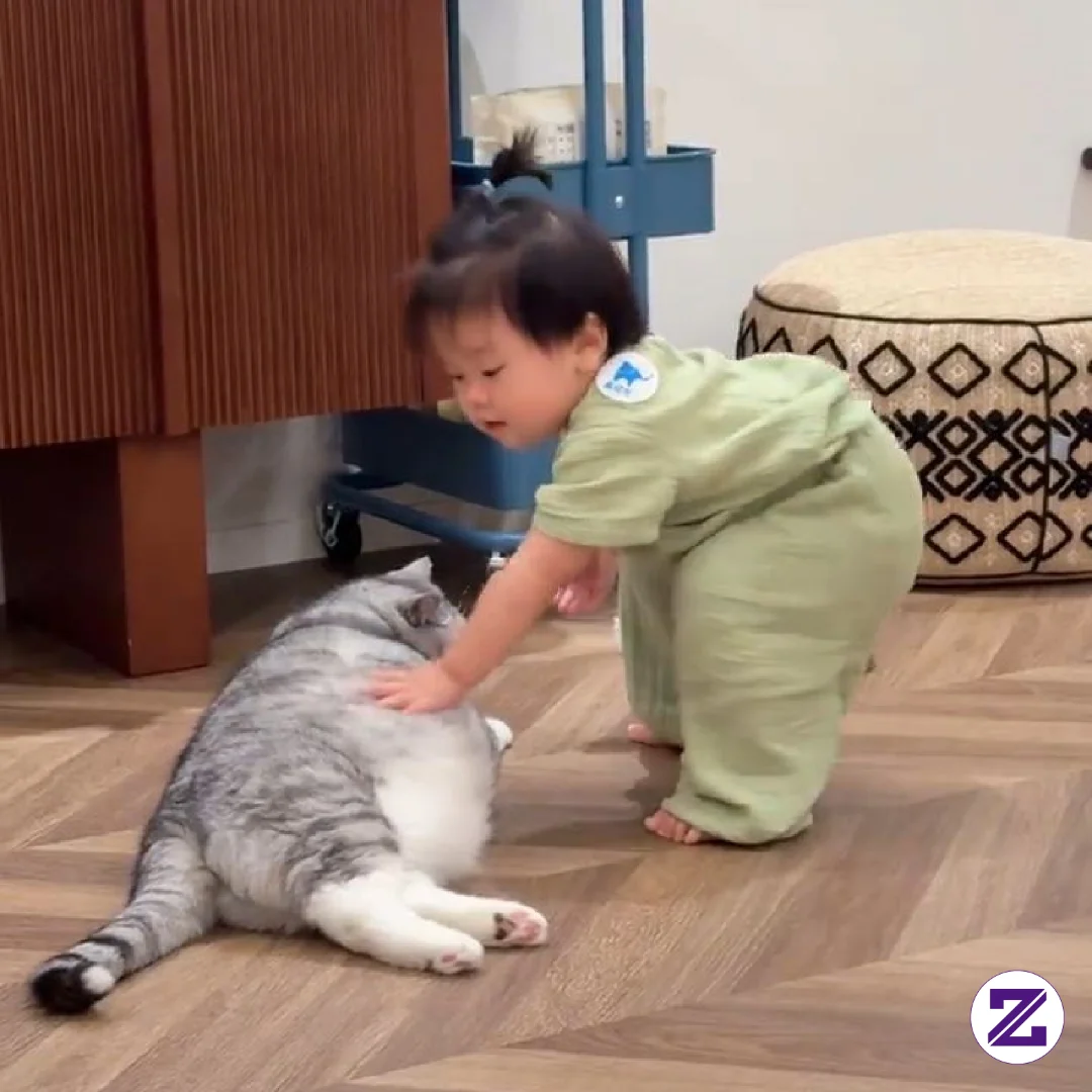 Animals Cats Cat Kucing Gemoy Kucing Lucu Cat Animal Comel Viral