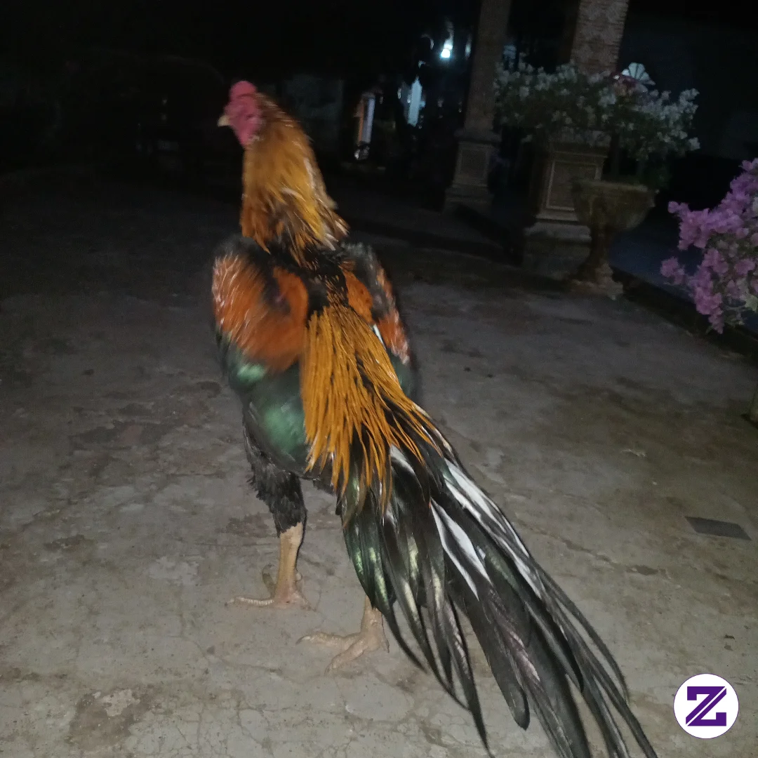 Lihat Ayam Ku 😁 Sangat Panjangvl Ekornya