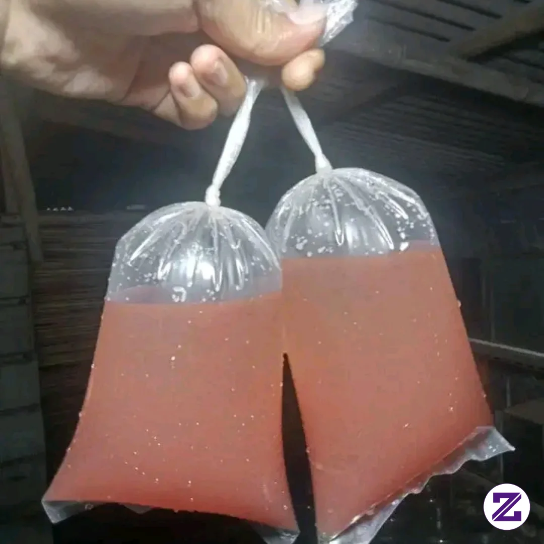 Pakan Hidup Ikan