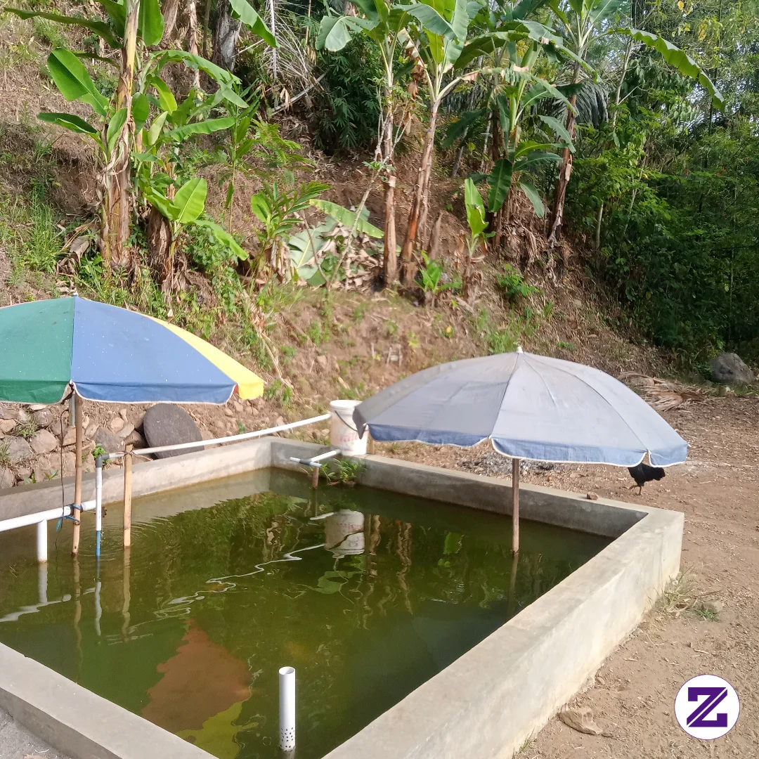 Kolam Ikan Yang Kecil Sekali