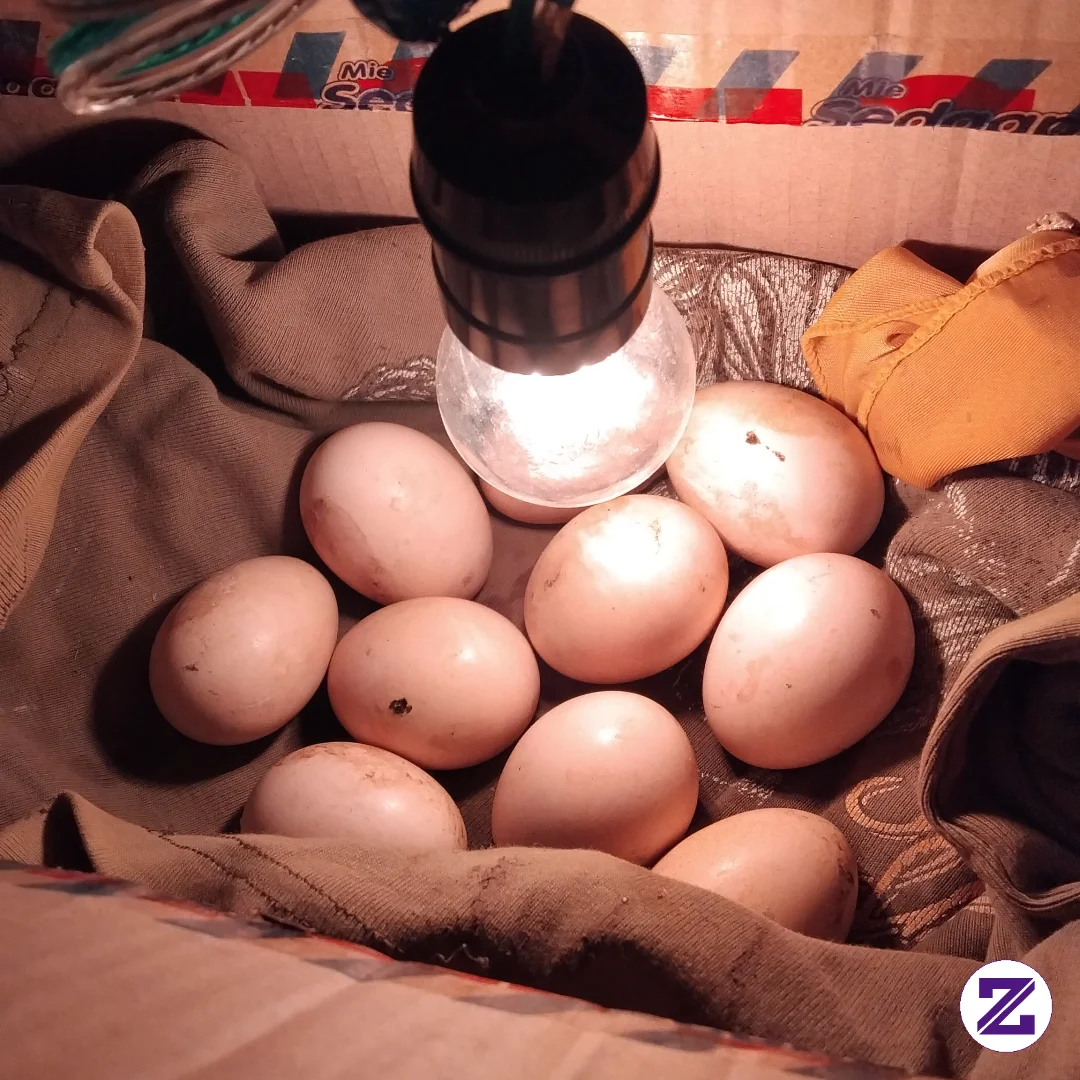 Cra Penetasan Telur Ayam