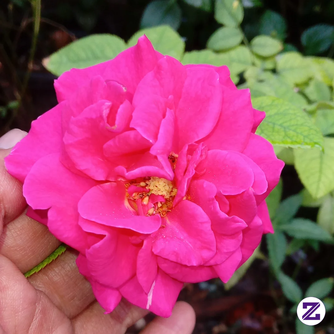 Rose Flower