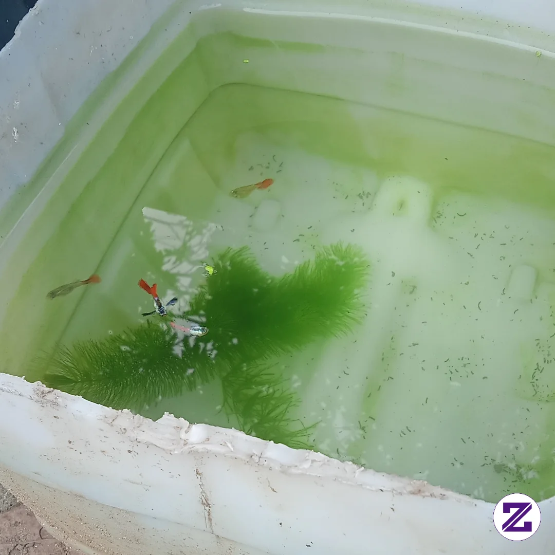 Waow Ikan Nya Bagus Juga Ya