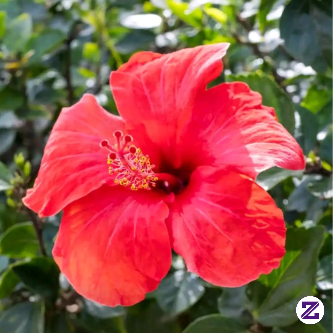 Bunga🌹🌸 Yang Indah Tumbuh Dari Tanah Yang PAling Keras.Jatuhnya Hari Ini