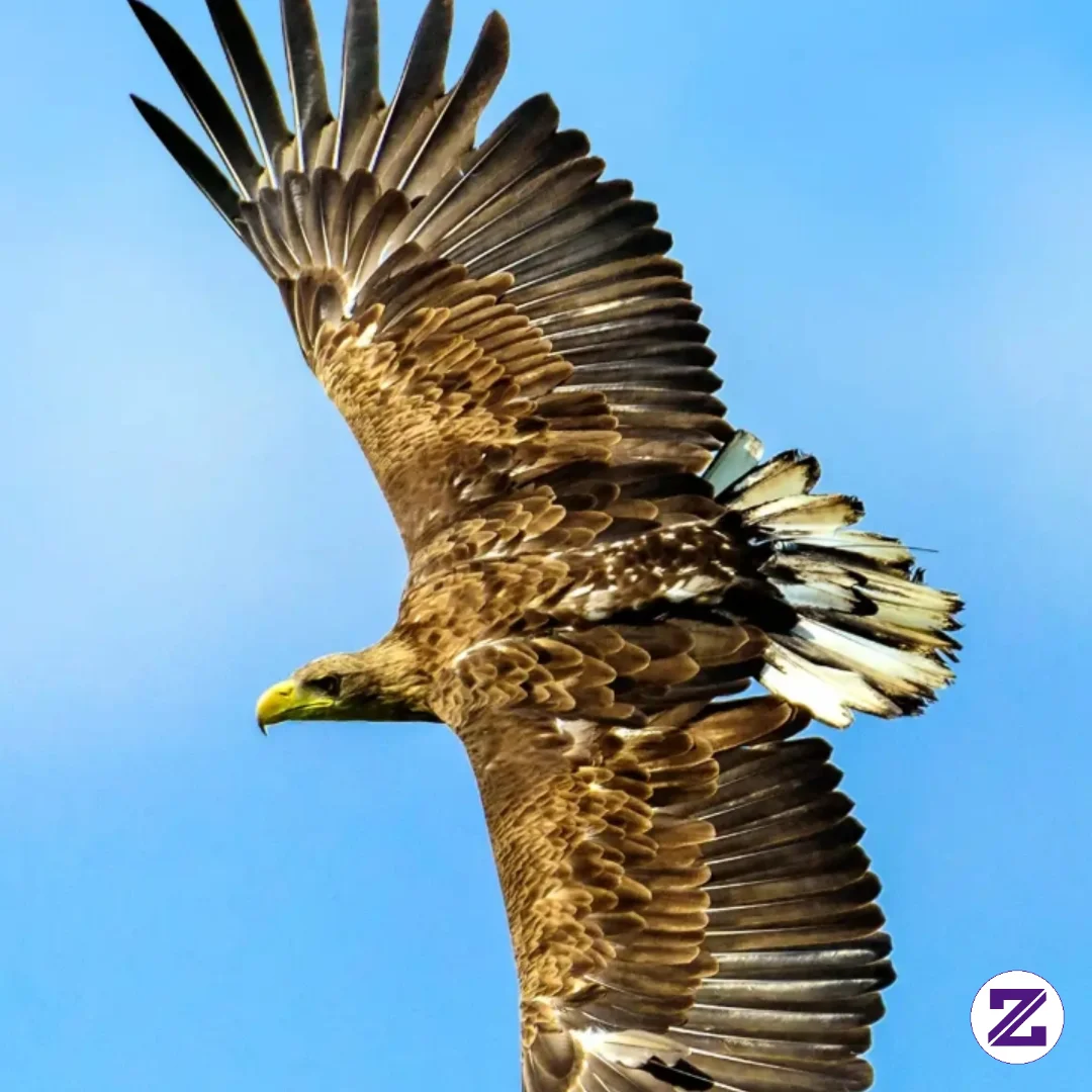 Aku Suka Burung Elang, Karena Terbang Tinggi Tanpa Batas.