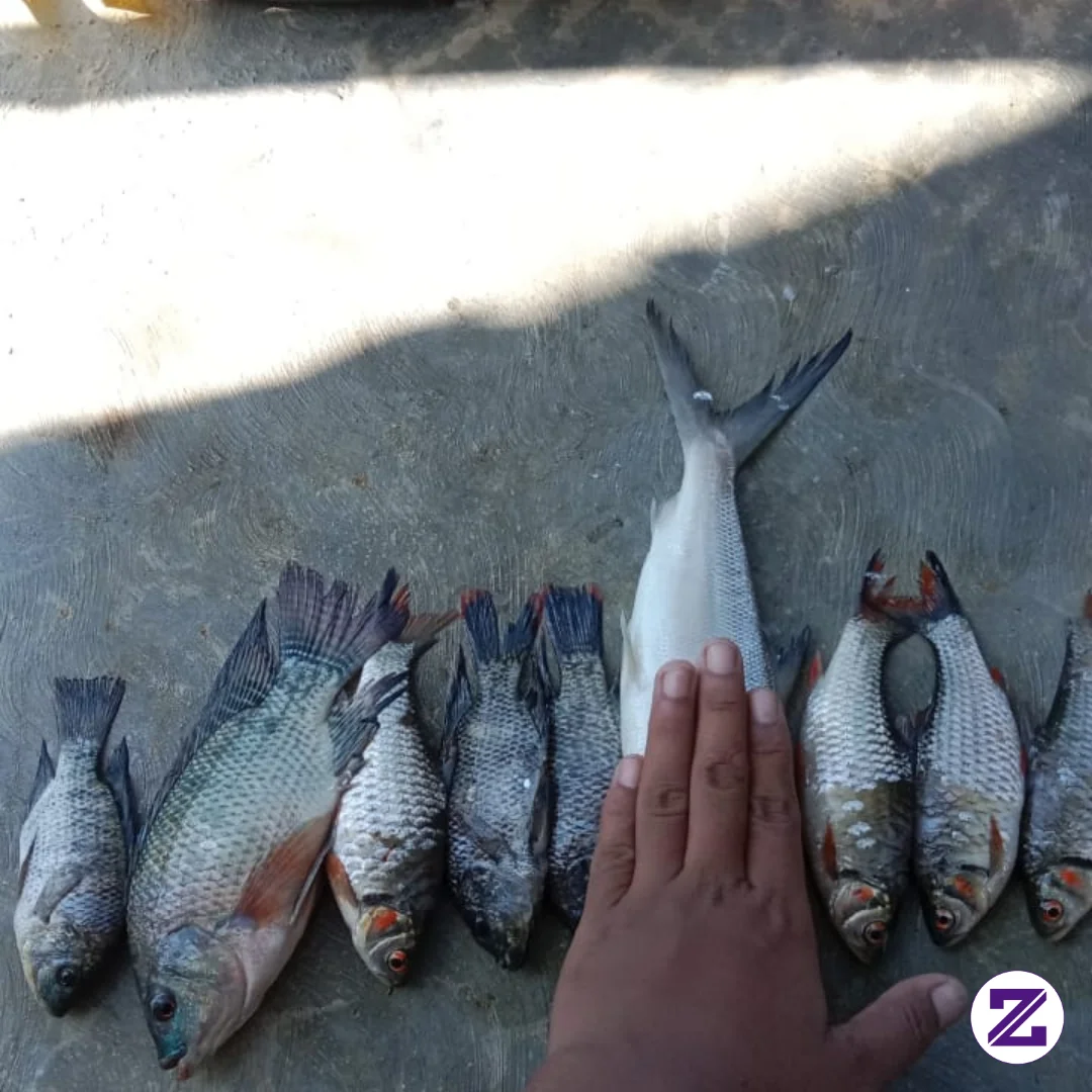 Hasil Jaring Ikan Saat Banjir