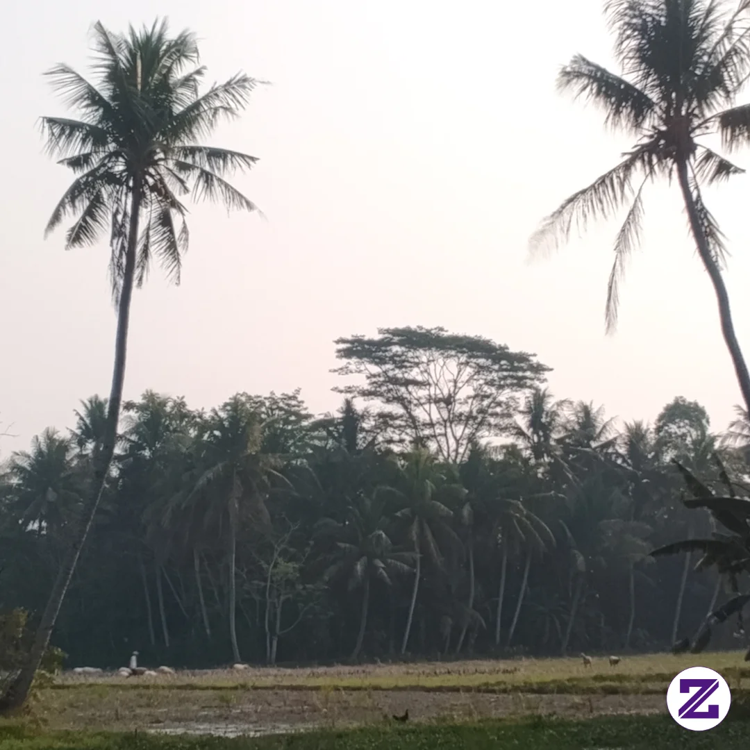 Sawah + Pohon Kelapa
