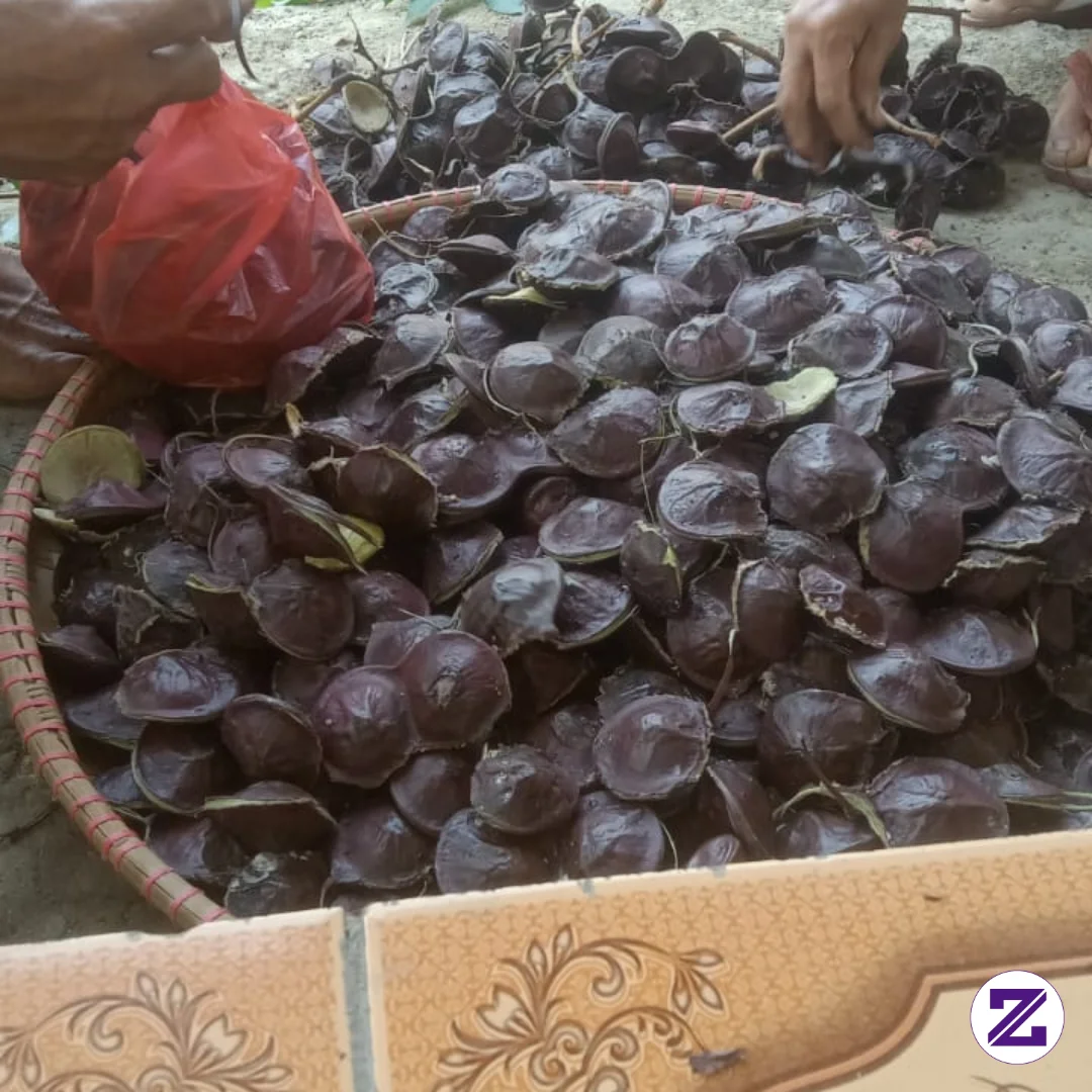 Jengkol Ges Enak Buat Makn