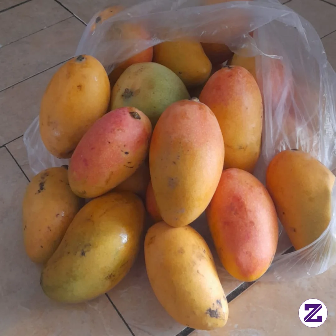 Buah Mangga Khas Kediri