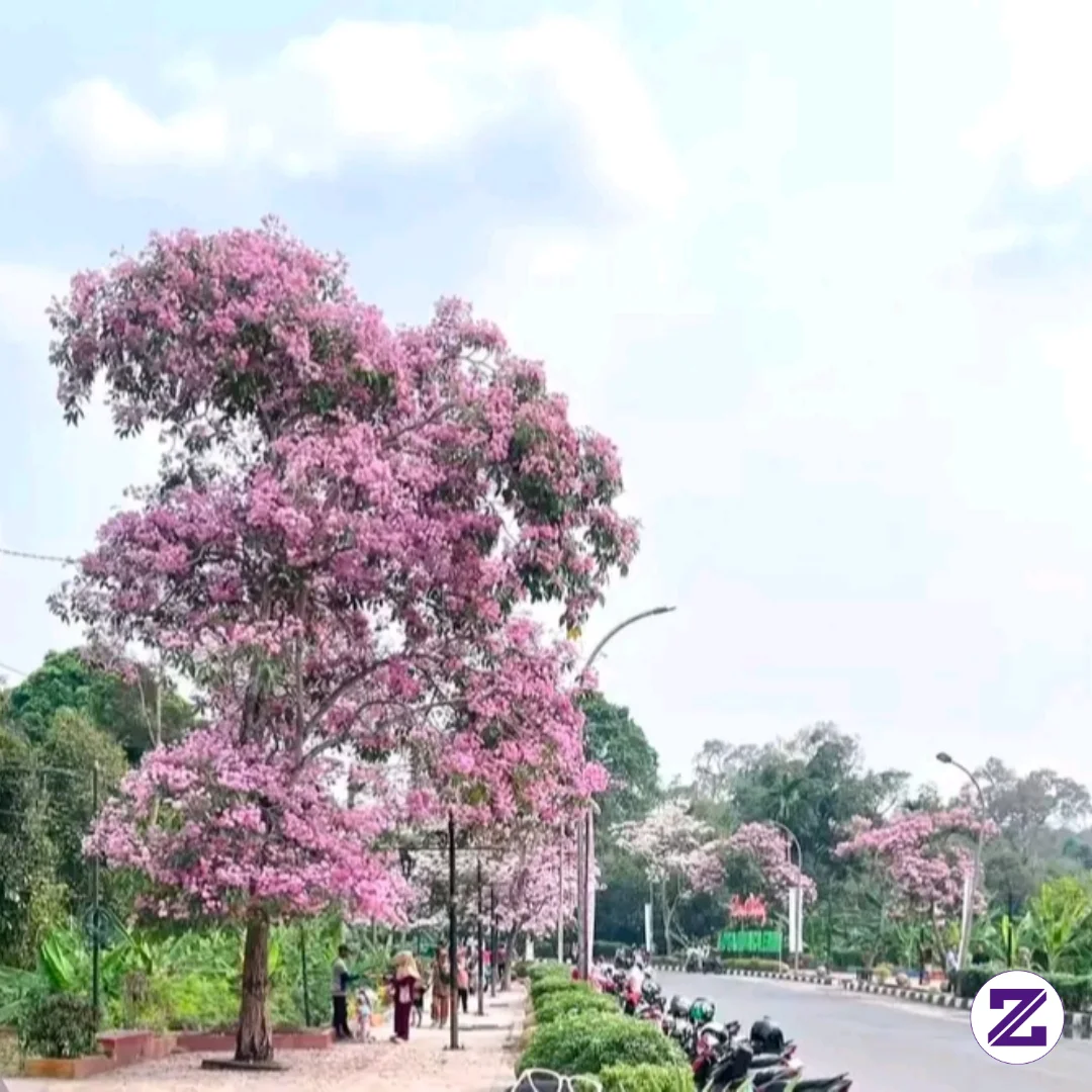 Bungur, Tabebuya, Dan Sakura Adalah Jenis Pohon Yang Berbeda, Meskipun Ketiganya