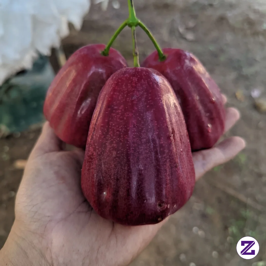Merah Merona Jambu Citra