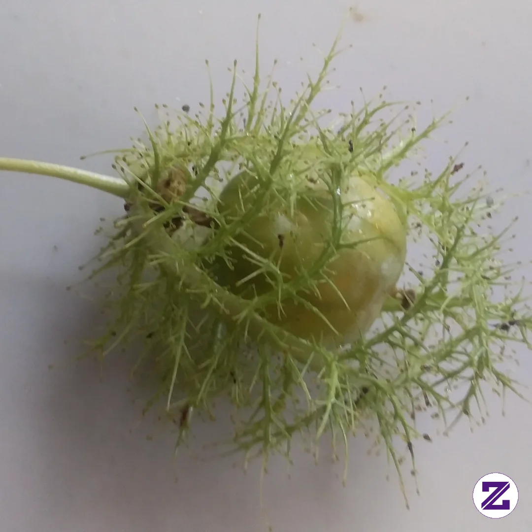 Ada Yang Tau Ini Buah Apa?
