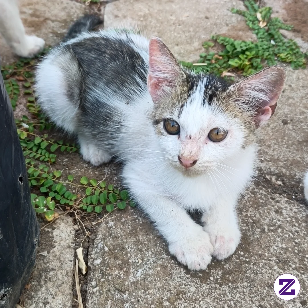 Kucing Kecil Bubu Gemesnya 😁😊