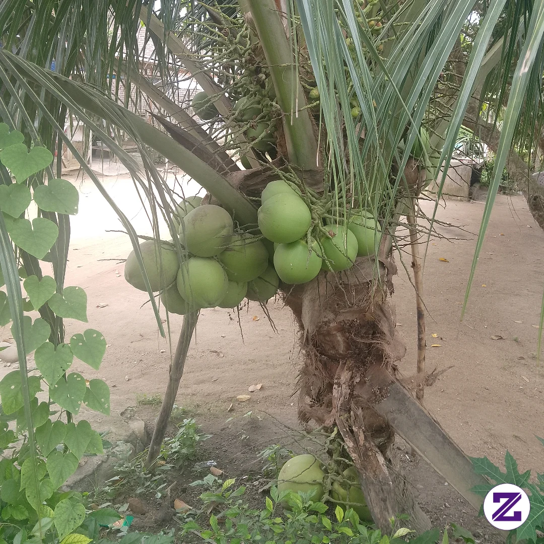 Banyak X Buah Kelapa Hijau Ini Kan