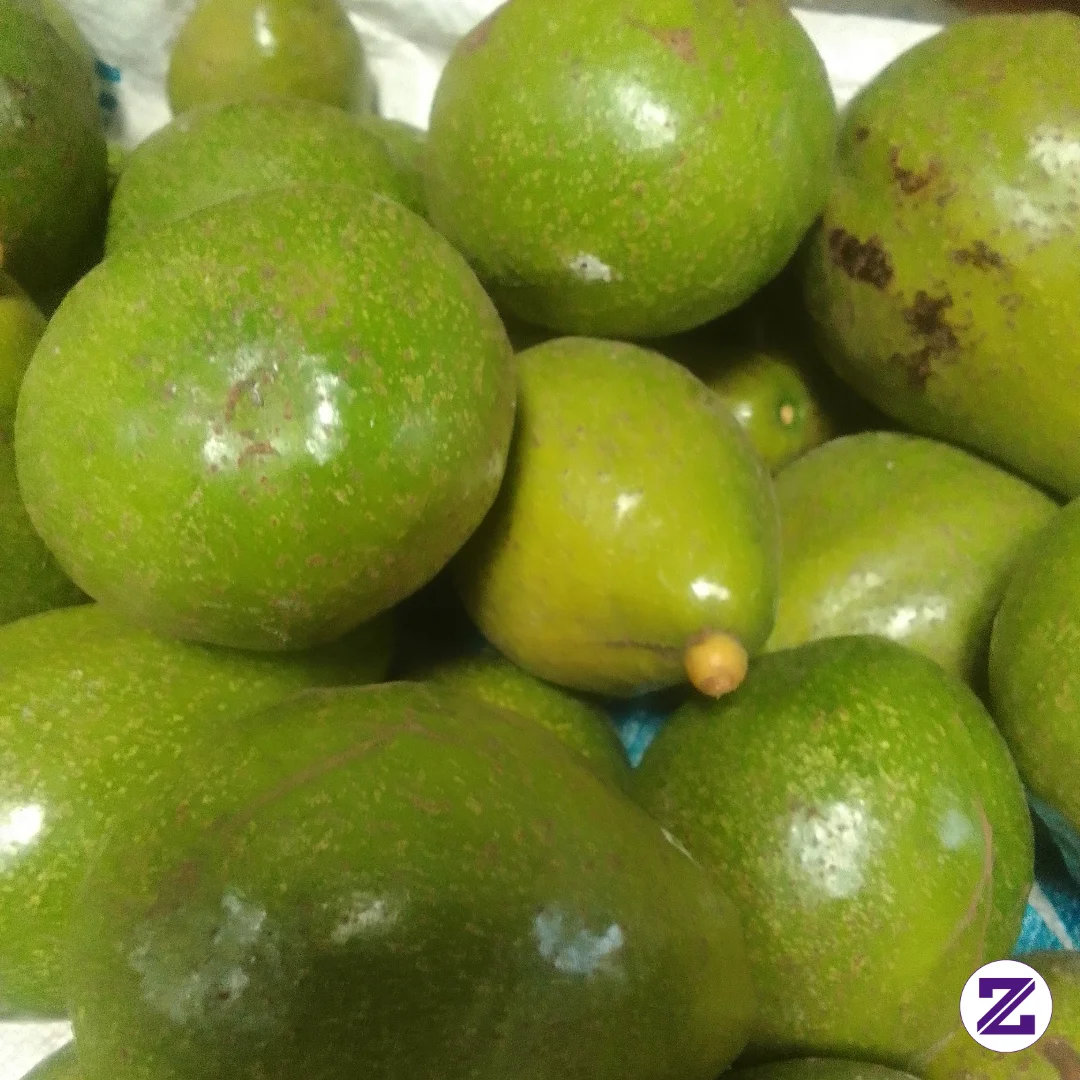 Buah Alpukat
