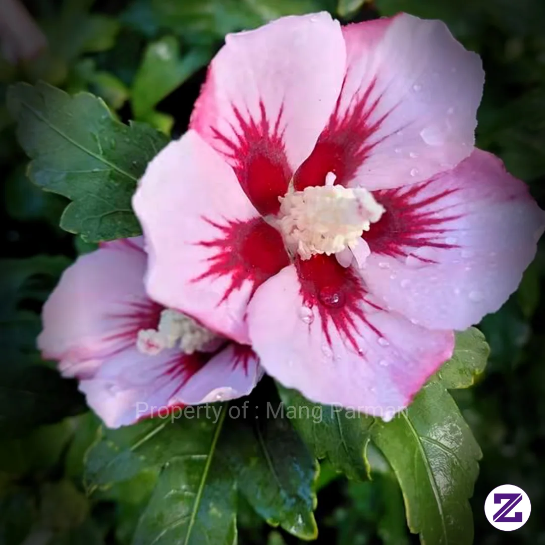 Bunga Sepatu Suriah ( Hibiscus Syriacus)