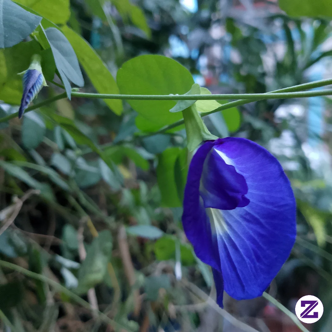 Keindahan Bunga Telang Biru Di Tengah Rimbunnya Taman Hijau