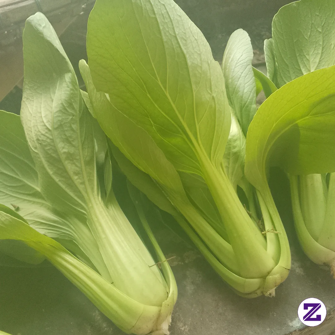 Hasil Dari Menanam Sayur Sendiri
