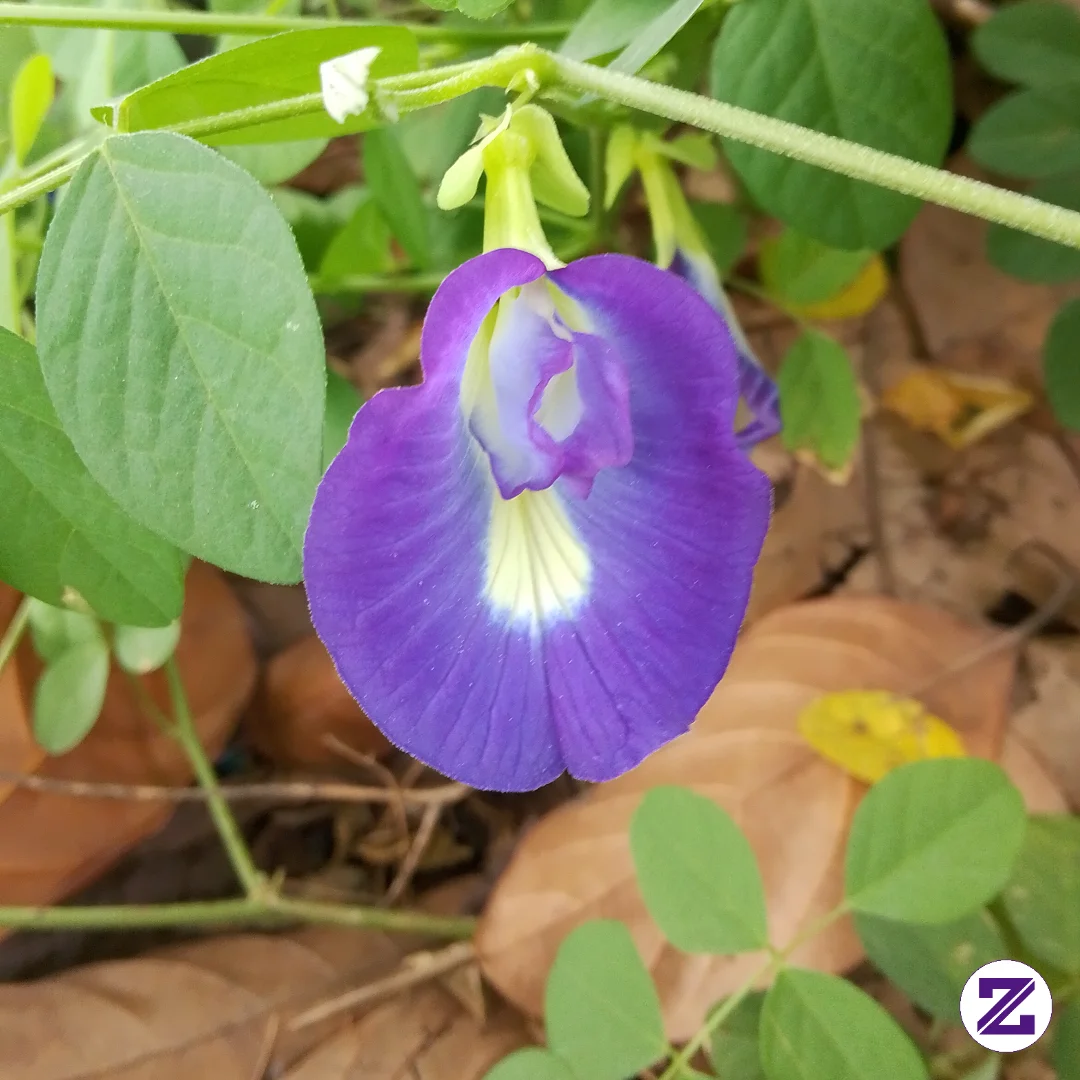 Kembang Telang (Clitoria Ternatea) Kaya Akan Antioksidan, Antosianin, Dan