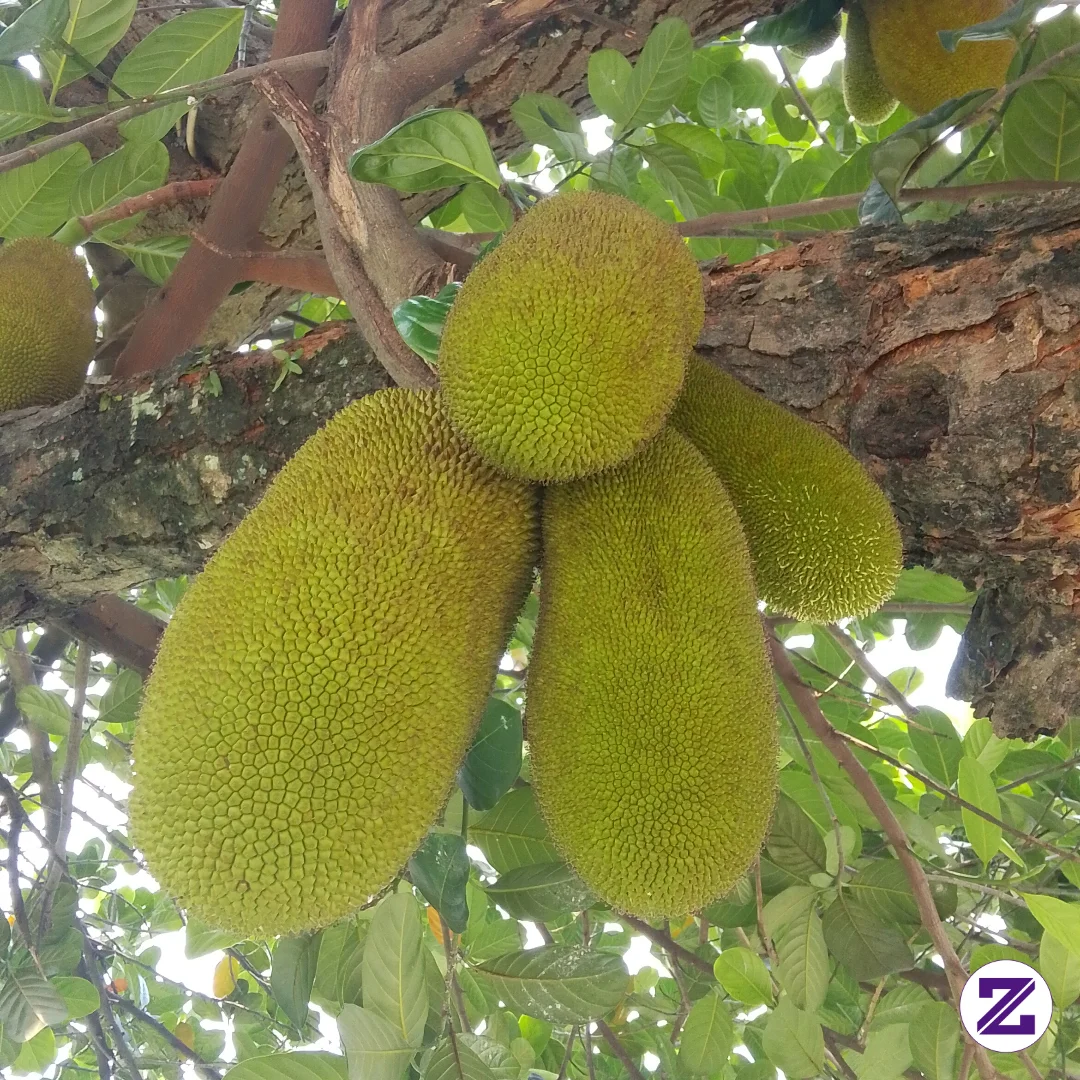 Buah Nangka (Artocarpus Heterophyllus) Adalah Salah Satu Buah Tropis Paling