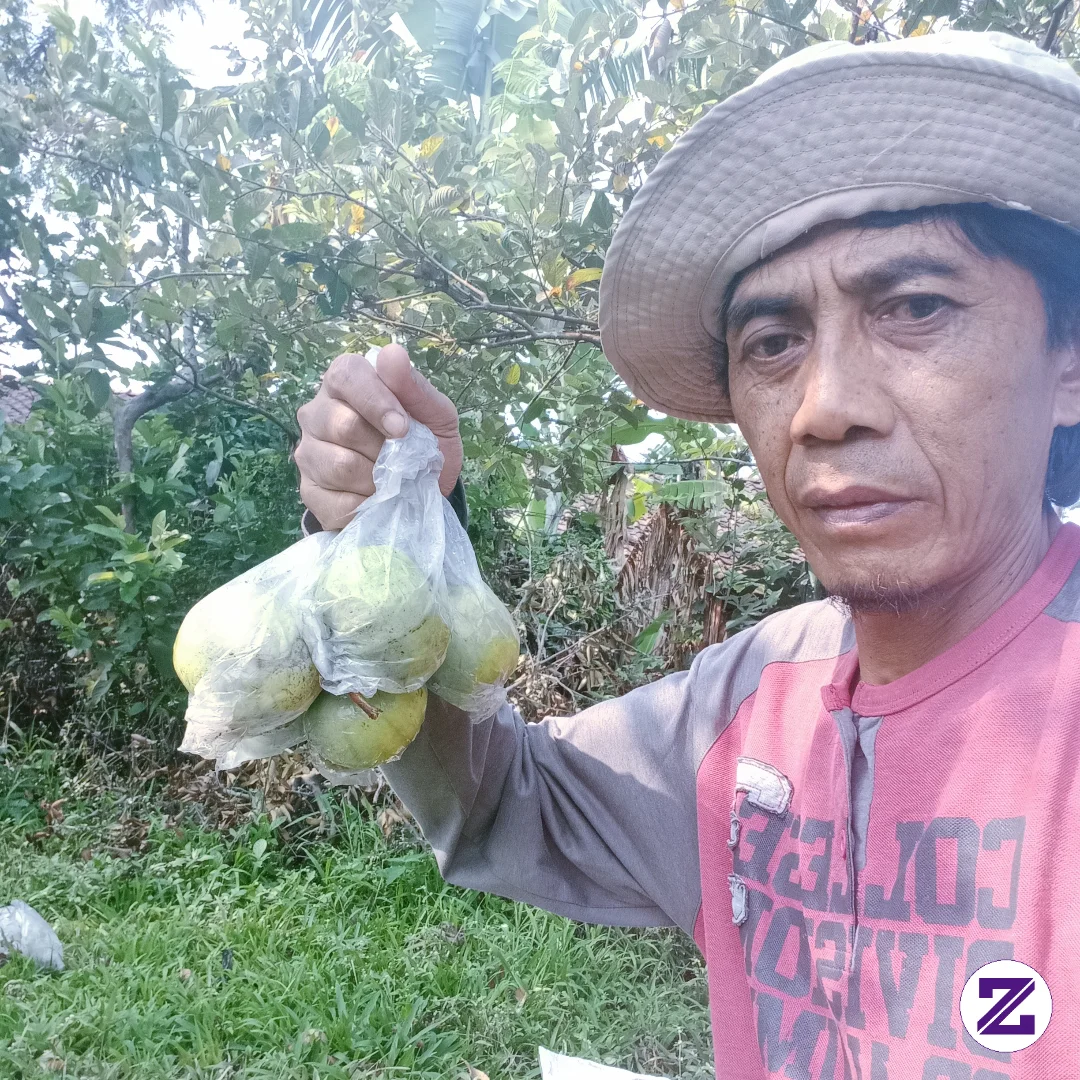 Hasil Jambu Panen Dikebun