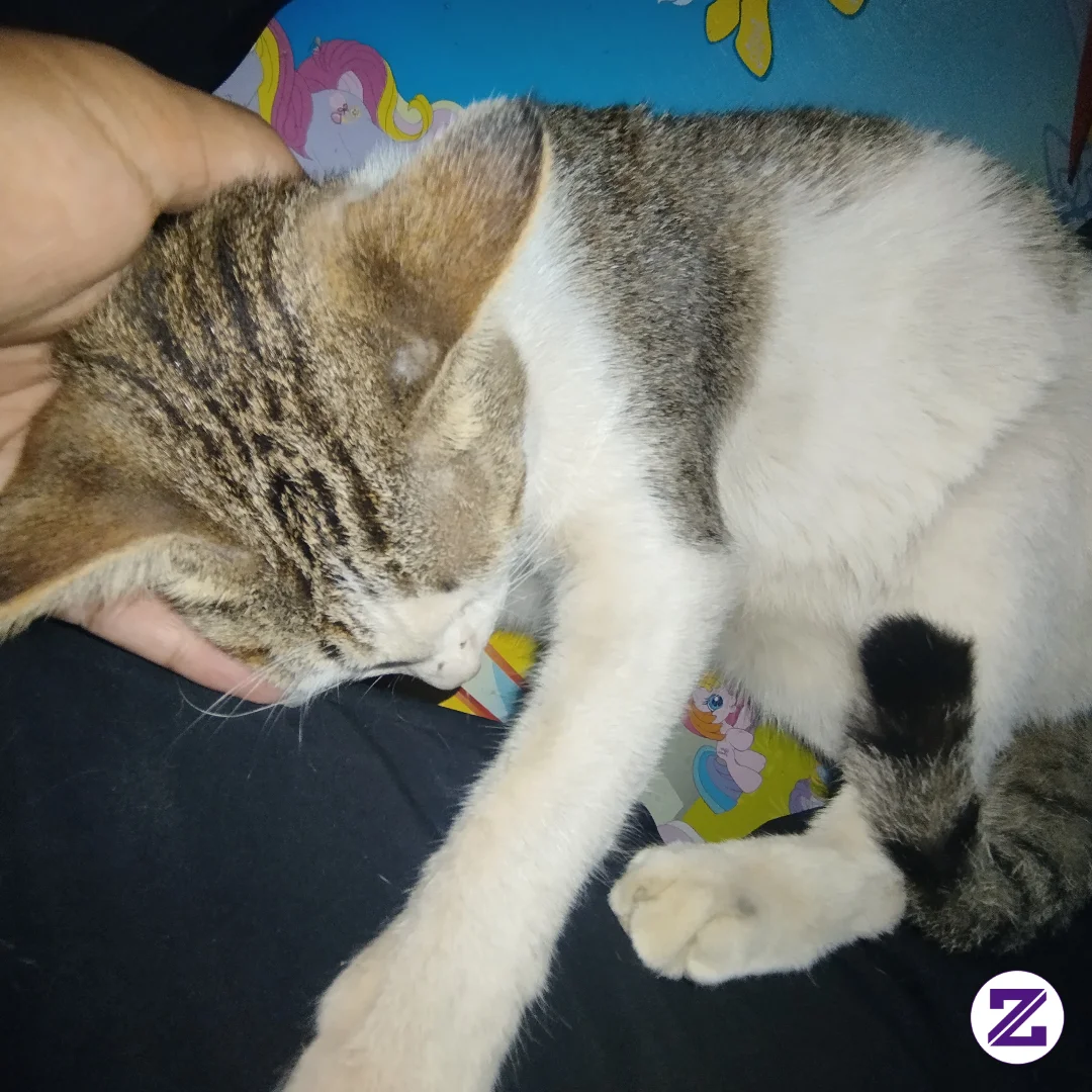 Ada Hal Sederhana Yang Kadang Bikin Hati Tenang Tanpa Perlu Banyak Alasan. 🐈