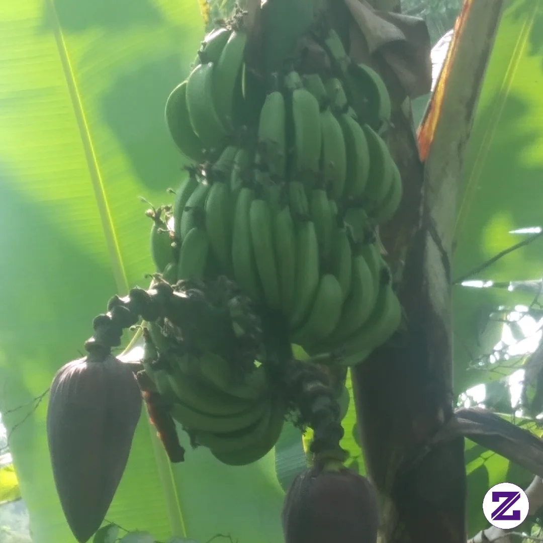 Pisang Aneh Dua Ontong