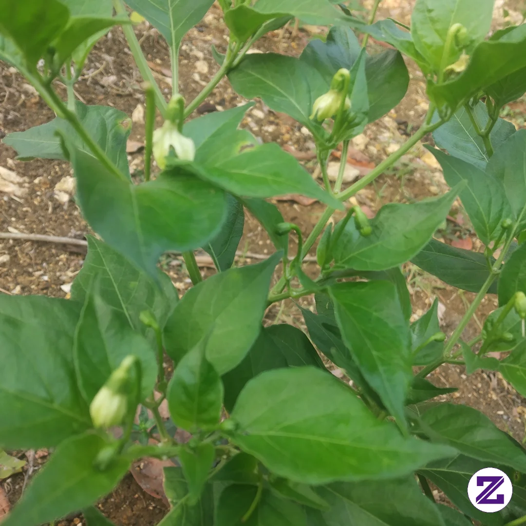 Berkebun Lor , Bersyukur Sudah Berbunga
