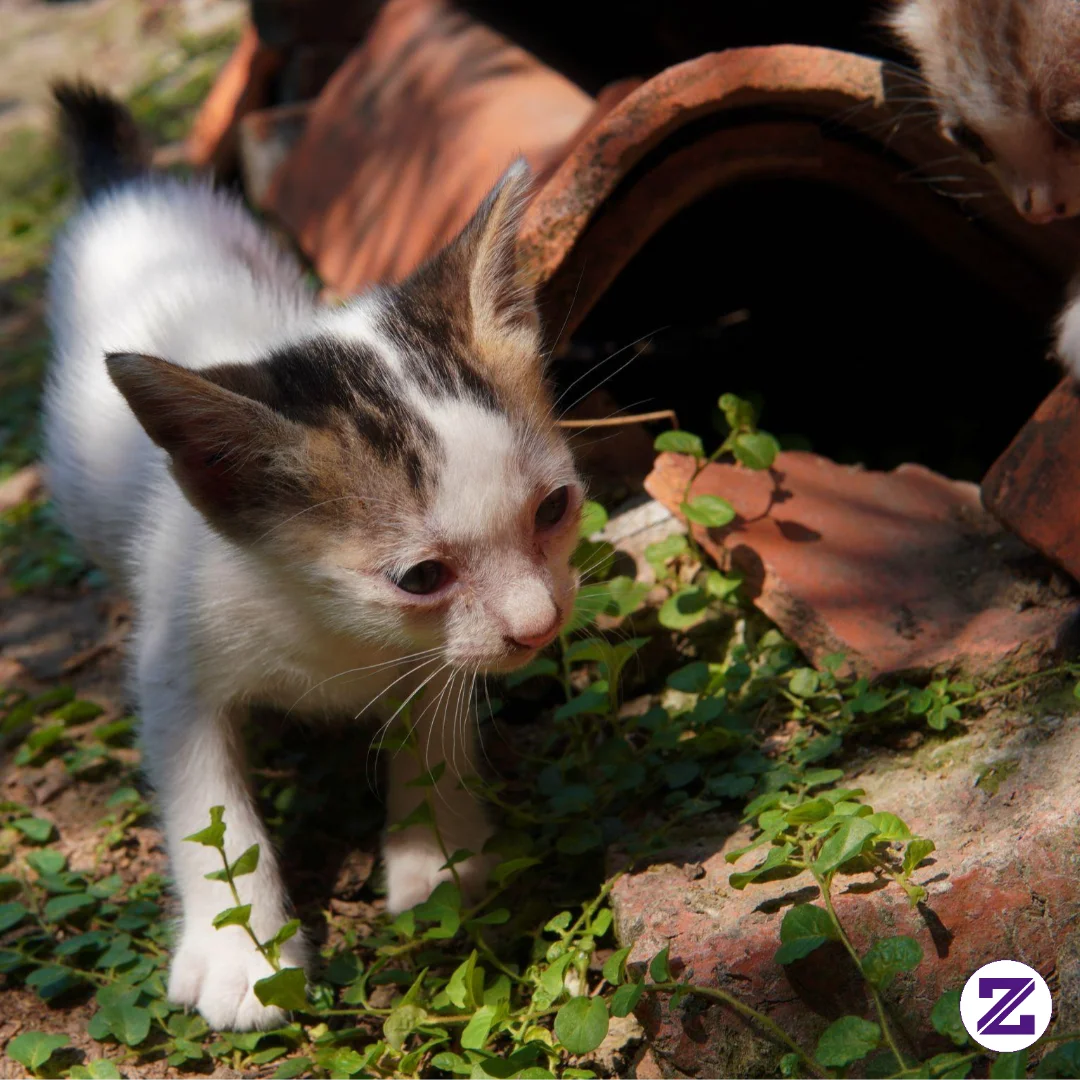 Sebagian Masyarakat Terdapat Mitos, Bahwa Ketika Seseorang Menabrak Kucing