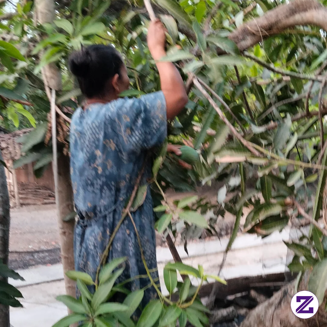 Ketika Mangga Tetangga Lebih Menggoda, Tapi Mangga Sendiri Jauh Lebih