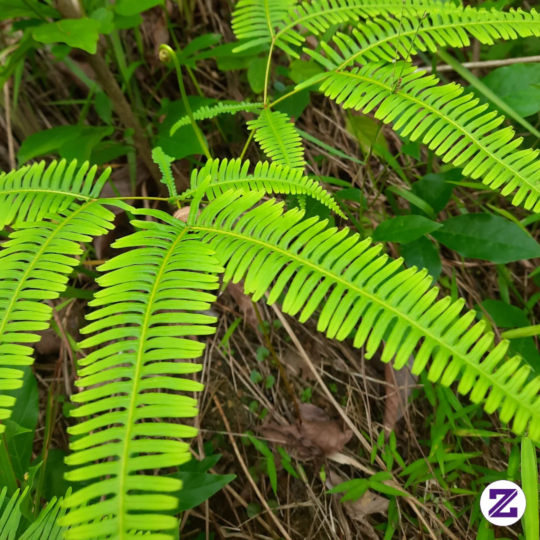 Ini Adalah Pakis Kuda (nama Ilmiah: Dicranopteris Linearis), Juga Sering Disebut