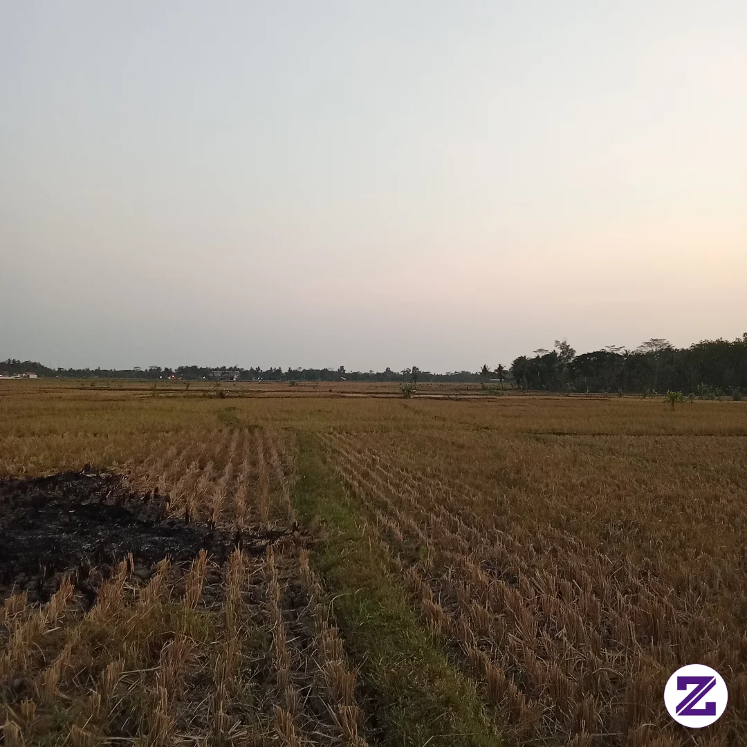 Sawah Kering Kerontang Efek Kemarau Panjang Gaes - Umum - Slamet Kroyo