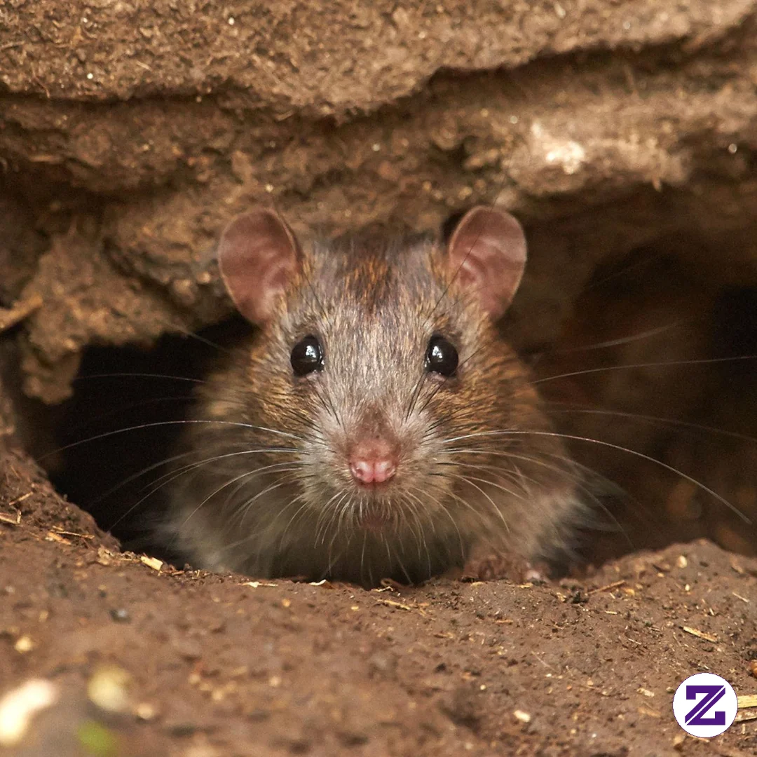 # Hewan Tikus Hama Dan Ulasannya - Berita - Dede Bejott