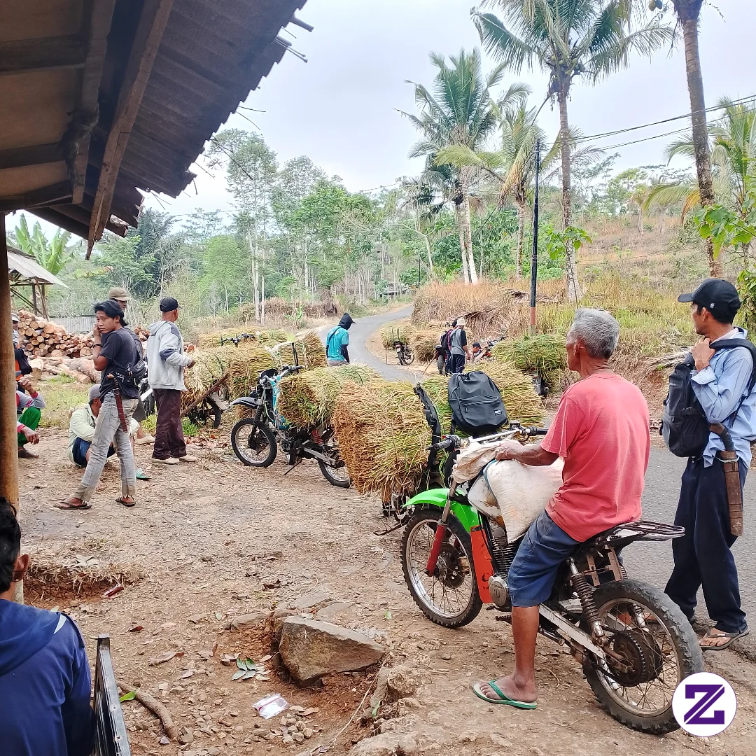 Akibat Kemarau Pakan Ternak Jadi Langka, Dan Ini Jerami Diambil Nya Jauh Sekali