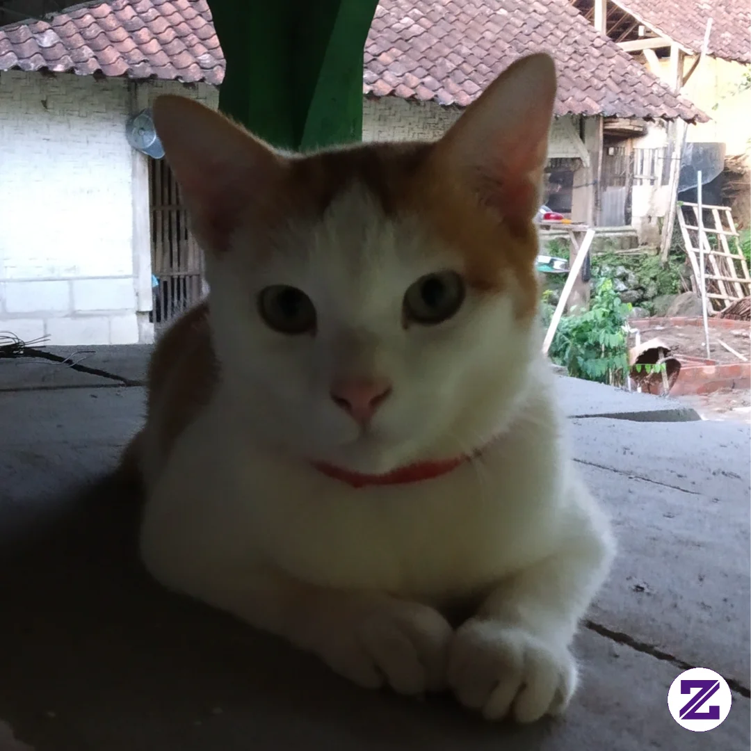 Hi, My Name Is Bro. The 1st Cat Of My Mom. I Am Hand Some And Cute.
