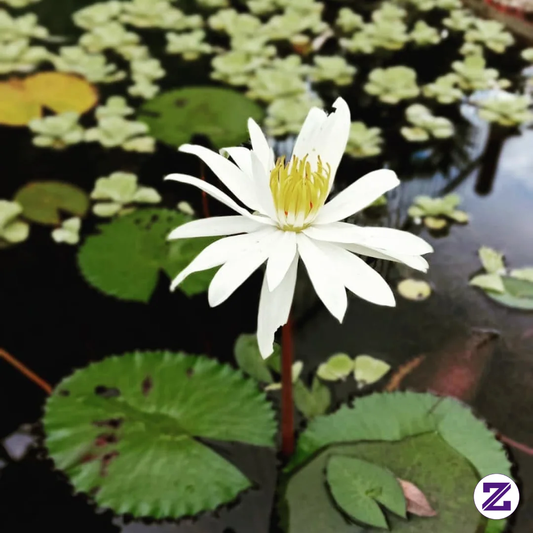 Mengenal Tanaman Nymphaea Lotus / Biasa Di Kenal Dengan Nama Teratai Putih