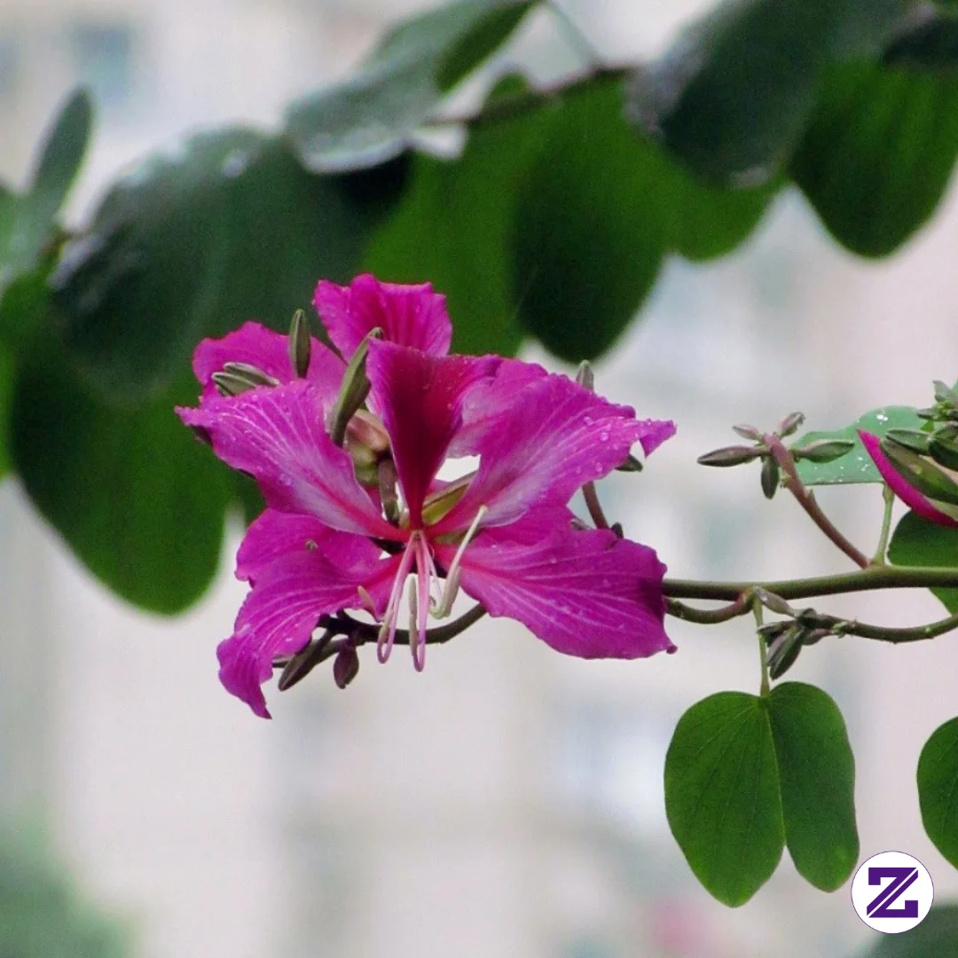 Bauhinia Blakeana/Pohon Anggrek Hongkong Kalau Didaerah Kalian Namanya Apa ?