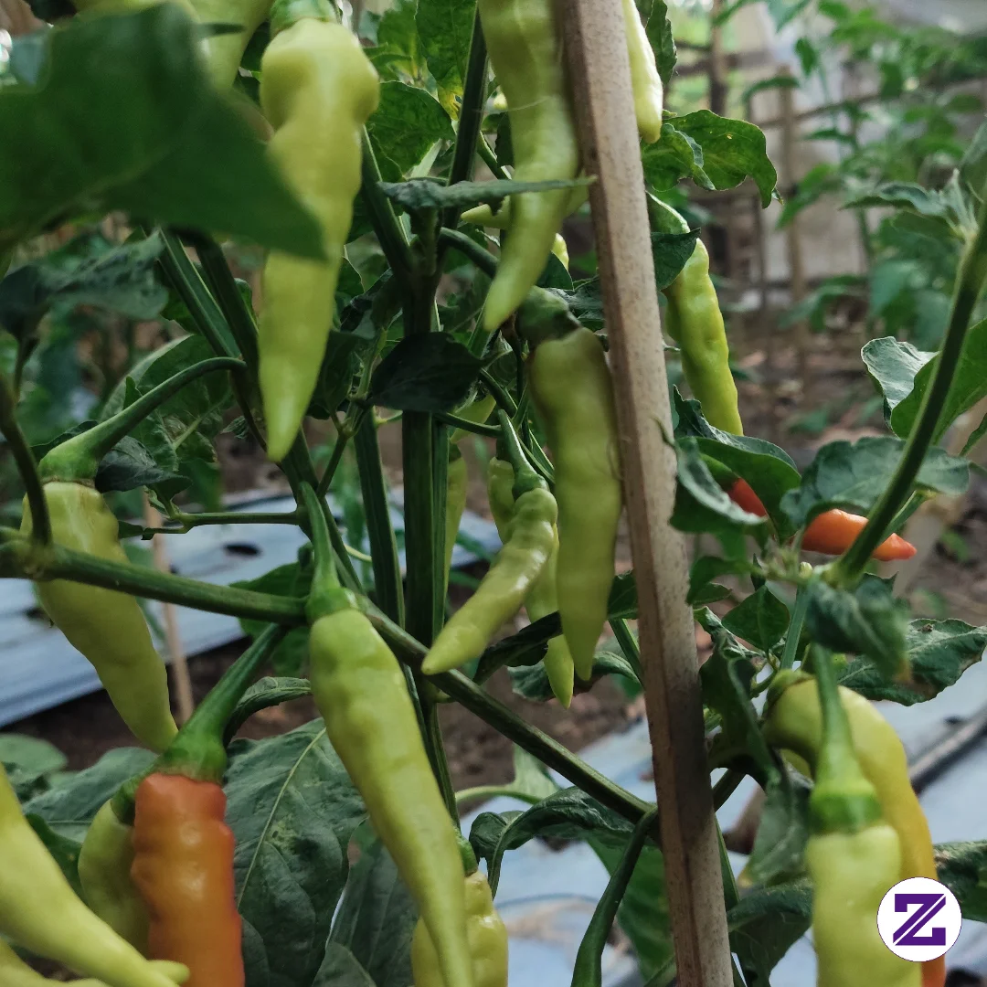 🌶️ Pemupukan Tanaman Cabai Dengan MKP + KNO3 Putih