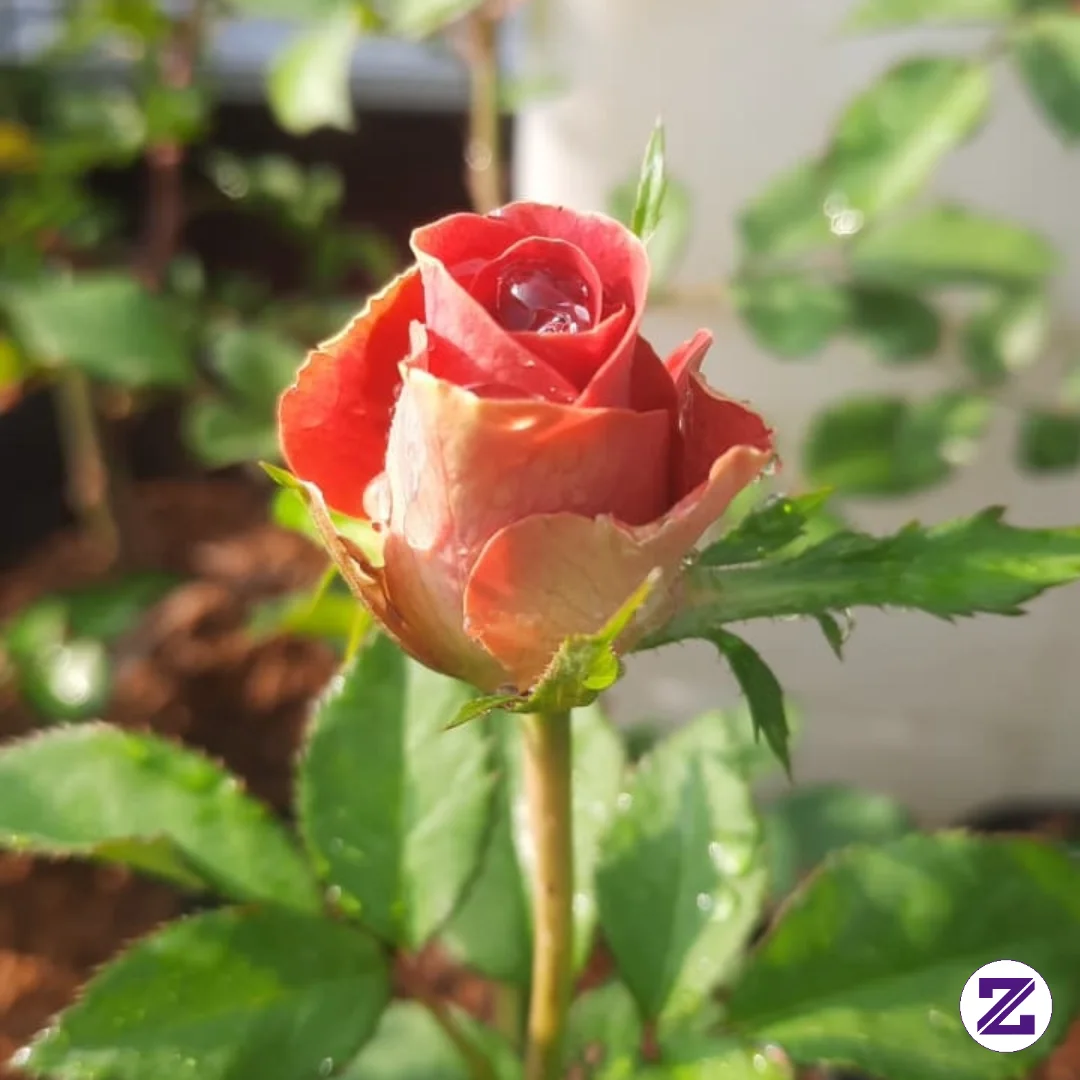 Selamat Pagi Zoya Semuanya Apa Kabarnya Pagi Ini