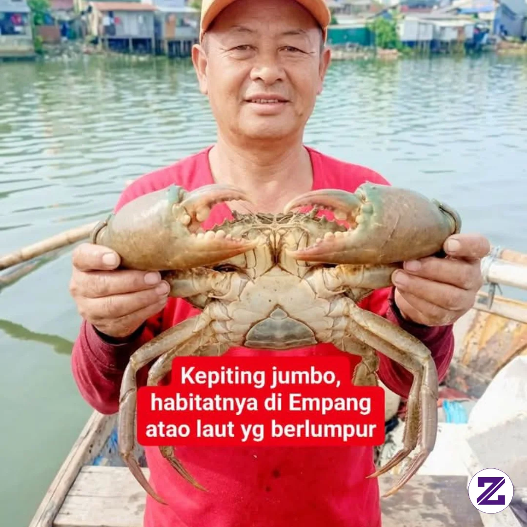 Ini Adalah Kepiting Bakau,,yang Berasal Dari Hutan Bakao, Tp Kini Dah Banyak Di