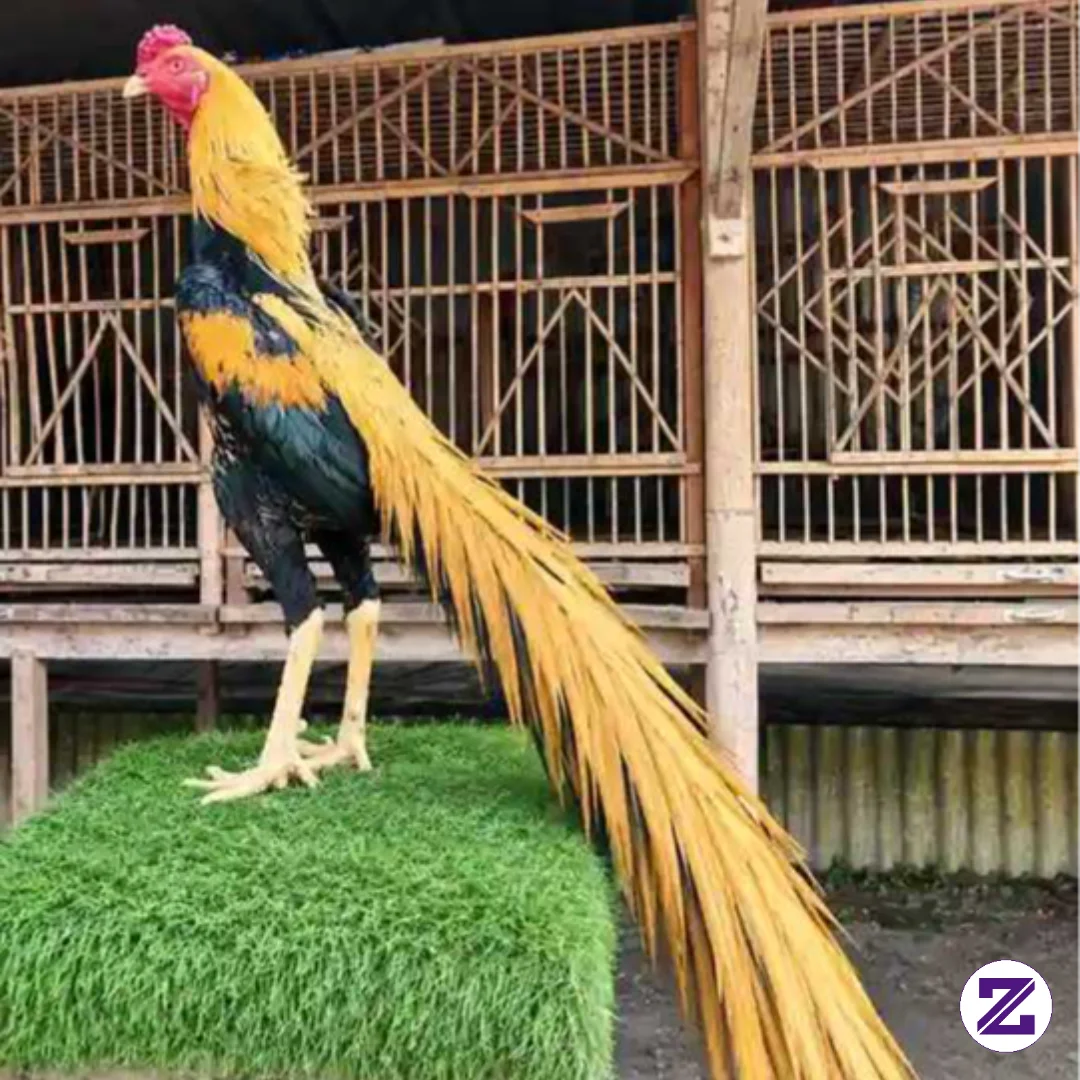 Pesona Ayam GG