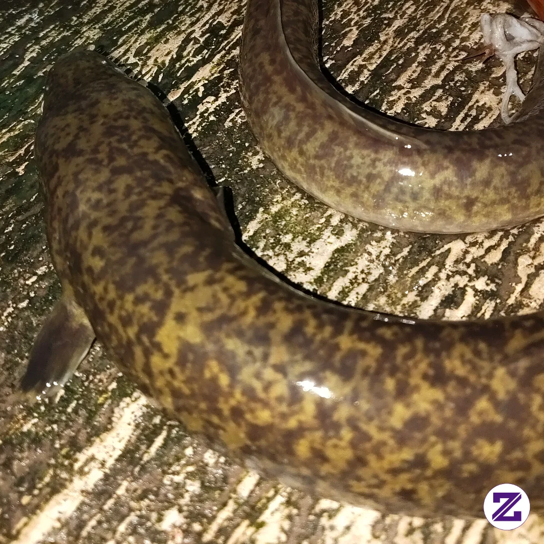 Ikan Sidat Memiliki Nilai Nutrisi Yang Sangat Tinggi Dan Sering Dijuluki Sebagai