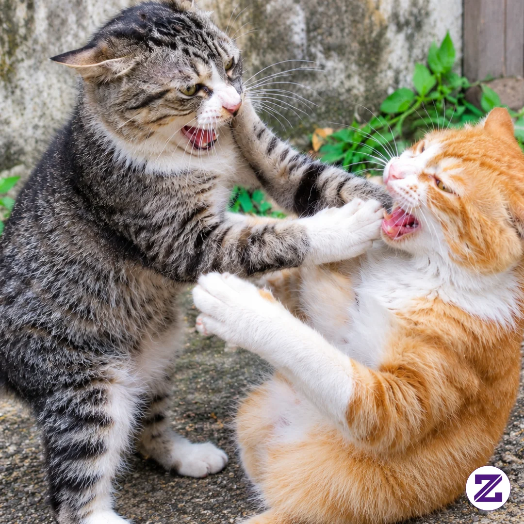 Detik-Detik Dua Kucing Oren Vs Loreng Berantem Sengit Di Halaman Rumah,
