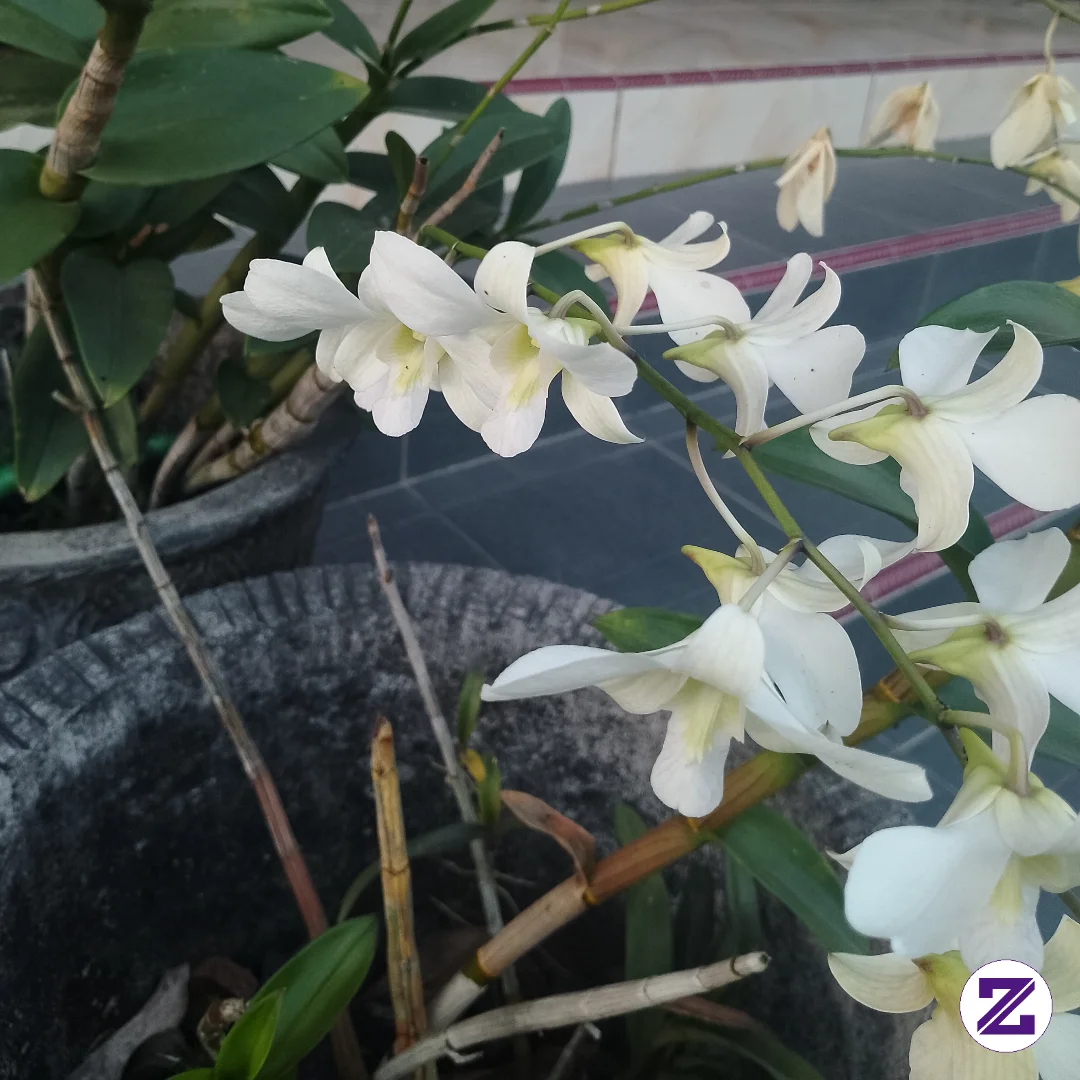 Bunga Ini Sangat Jarang Di Temukan Sekarang