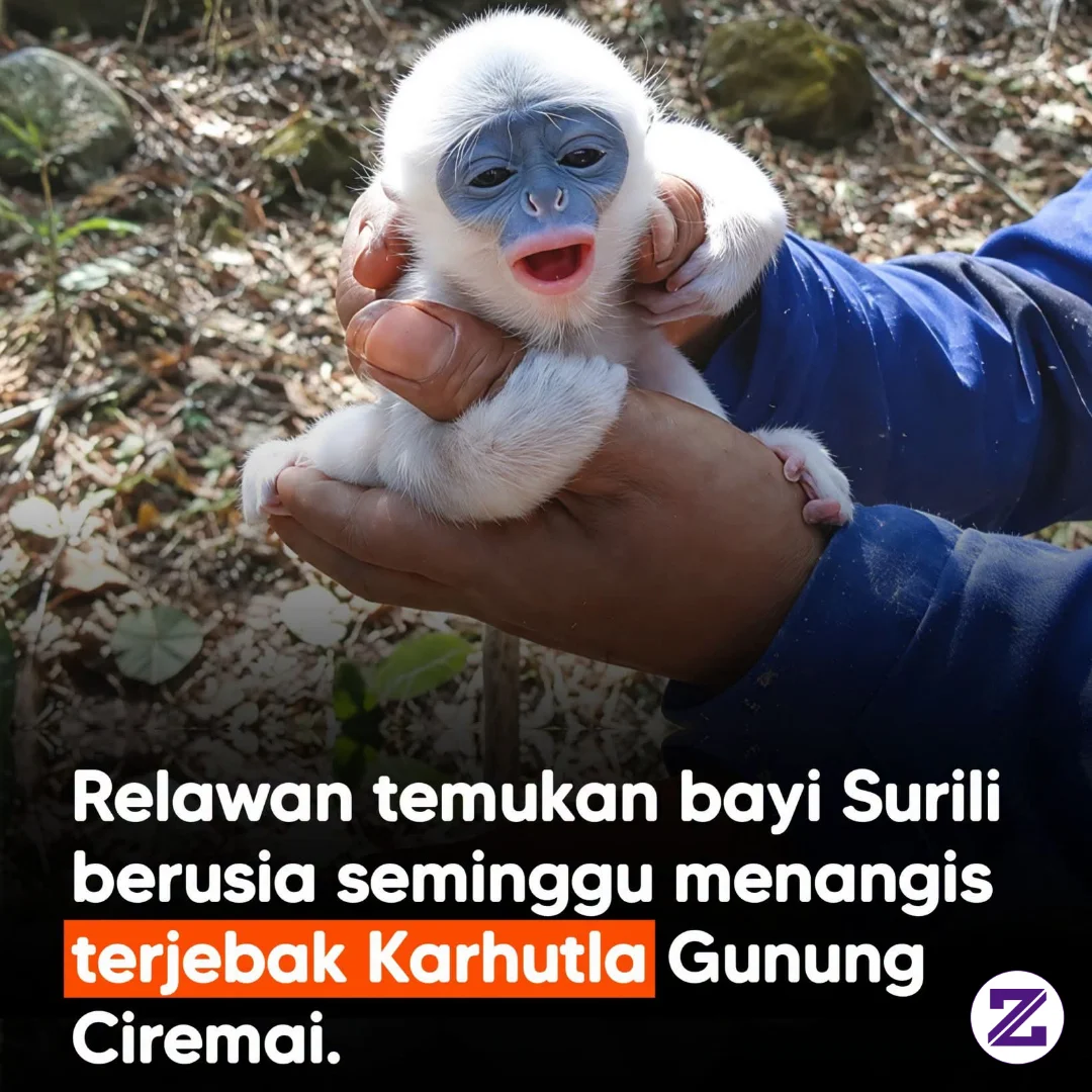 Relawan Menemukan Bayi Surili Menangis Saat Memadamkan Karhutla Di Kawasan