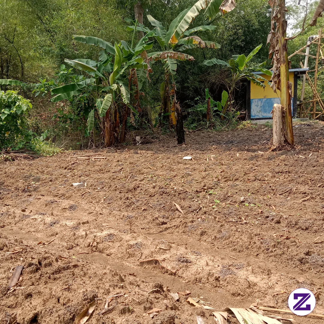 Kebun Yang Baru Di Garap