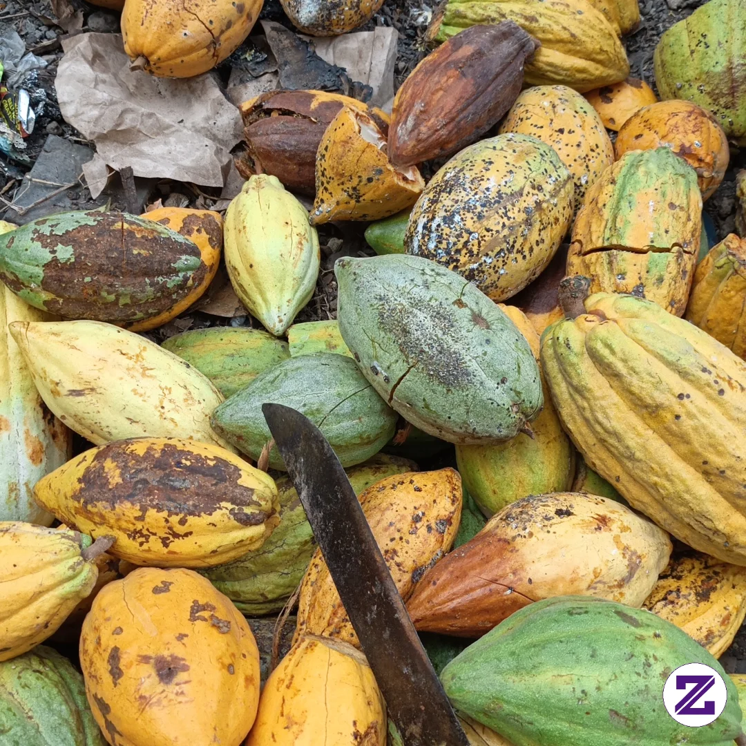Buah Kakao